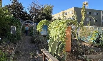 vibrant food garden in urban atmosphere, person walks through trellis in distance