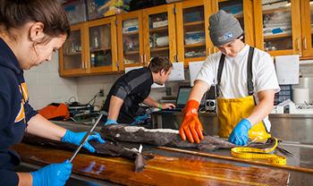 people work on fish in a marine lab, with waterproof gear on